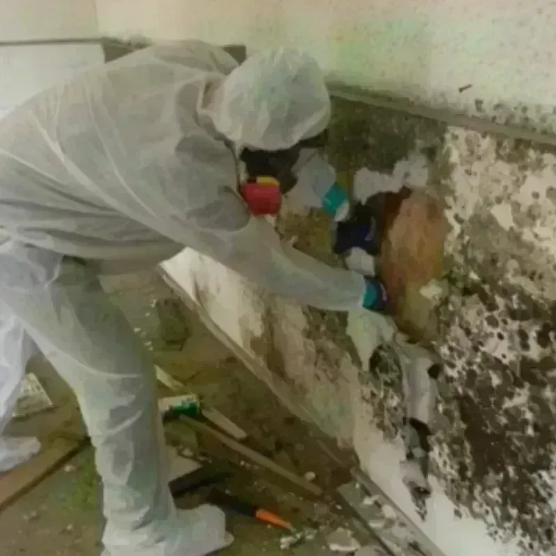 Mold Remediation and Removal in Clive, IA